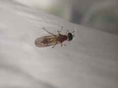 Ptecticus trivittatus