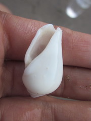 Gibberulus gibberulus