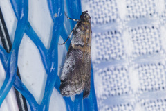 Acrobasis caliginella