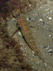 Istigobius hoesei