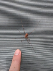 Leiobunum ventricosum