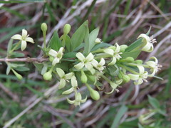 Bouvardia multiflora