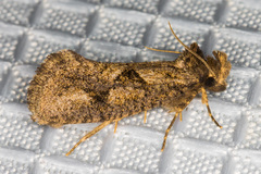 Acrolophus variabilis