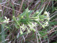 Bouvardia multiflora