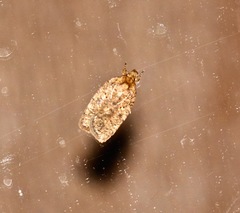 Agonopterix thelmae