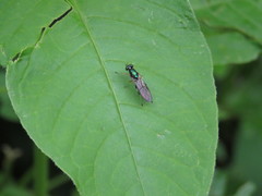 Merosargus