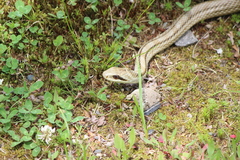 Elaphe quadrivirgata