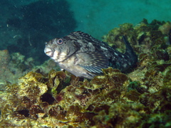 Aplodactylus lophodon
