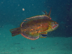 Heteroscarus acroptilus