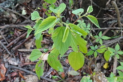 Trema tomentosa