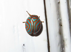 Hemisphaerius binduseni