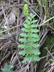 Anemia hirsuta