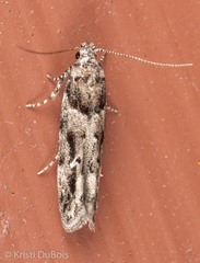 Recurvaria nanella