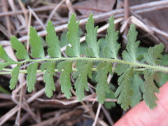 Anemia hirsuta