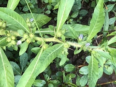 Hydrolea quadrivalvis