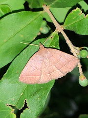Zanclognatha obscuripennis