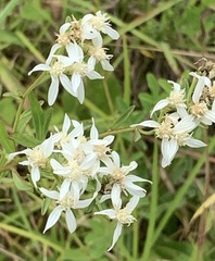 Sericocarpus linifolius