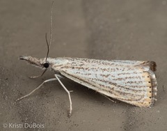 Agriphila plumbifimbriellus