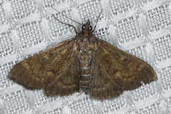 Mecyna mustelinalis