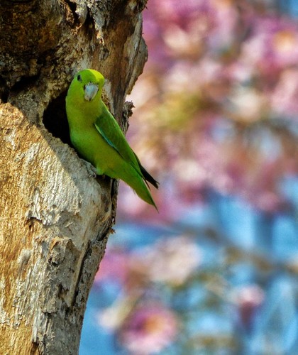Mexican Parrotlet (Forpus cyanopygius), photo 9
