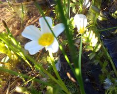 Ranunculus sphaerospermus