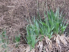 Hemiphylacus alatostylus
