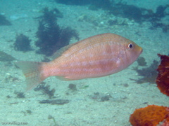 Lethrinus genivittatus