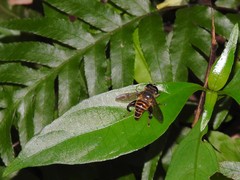 Mallota curvigaster