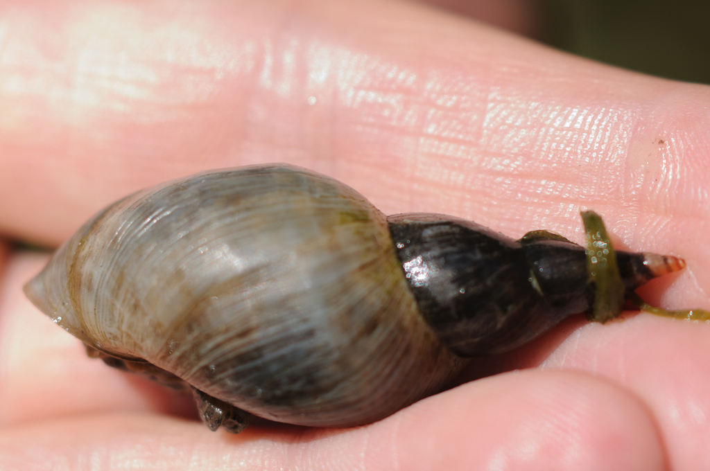 Great Pondsnail (Wildlife of Arkansas Headwaters Recreation Area