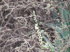 Hemiphylacus alatostylus