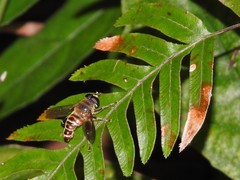 Mallota curvigaster