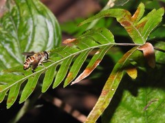 Mallota curvigaster