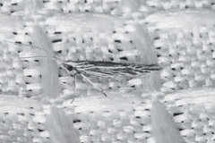 Coleophora discostriata