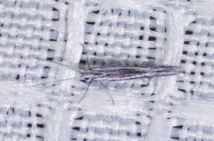 Coleophora discostriata
