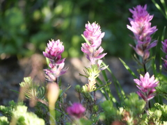 Castilleja parviflora olympica