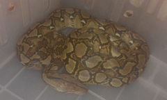 Malayopython reticulatus