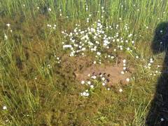 Ranunculus sphaerospermus