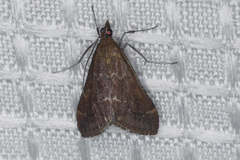 Pyrausta atropurpuralis