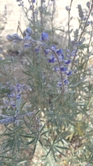 Lupinus angustifolius