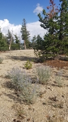 Lupinus angustifolius