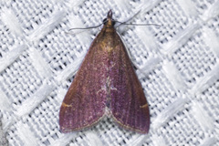 Pyrausta atropurpuralis