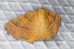 Tetracis cervinaria