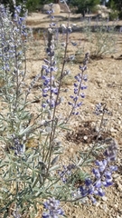 Lupinus angustifolius
