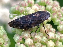 Aphrophora gelida
