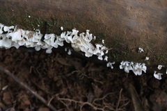 Cyphellostereum pusiolum