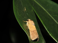 Athetis thoracica