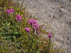Castilleja parviflora olympica