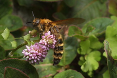 Megacampsomeris prismatica