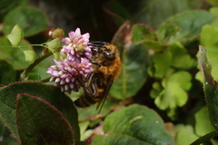 Megacampsomeris prismatica