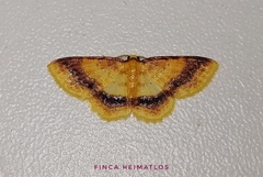 Eois fasciata
